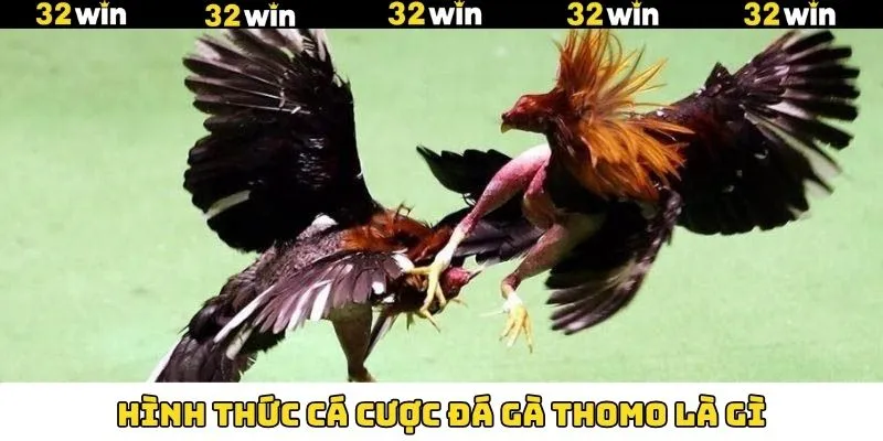 Khuyến Mãi Nạp Tiền - Tham Gia Nhận Thưởng Hấp Dẫn Tại 32Win 11 Các loại hình có trong đá gà thomo là gì
