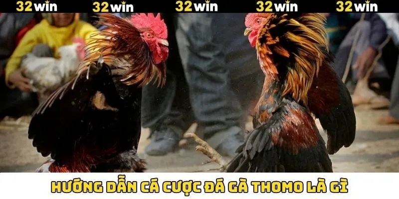 Khuyến Mãi Nạp Tiền - Tham Gia Nhận Thưởng Hấp Dẫn Tại 32Win 12 Quy trình tham gia chọi kê thomo chi tiết nên nắm