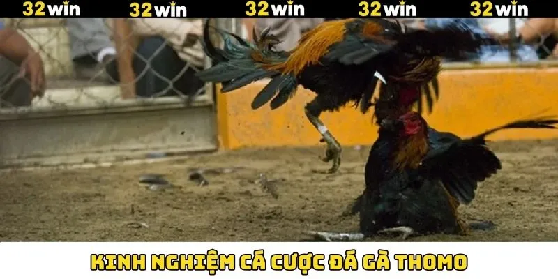Đá Gà Thomo Là Gì? Trải Nghiệm Thế Giới Chọi Kê Đầy Hấp Dẫn 12 Kinh nghiệm nên áp dụng khi tham gia chọi kê Thomo