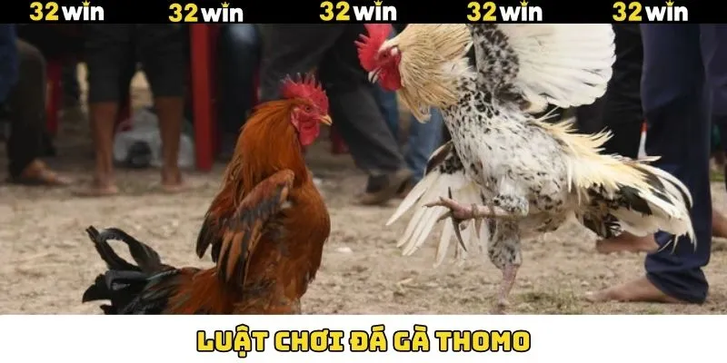 Luật Chơi Đá Gà Thomo 32Win – Hiểu Rõ Để Chơi Hay 