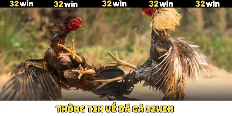Điều thú vị về chọi gà 32Win Điều thú vị về chọi gà 32Win