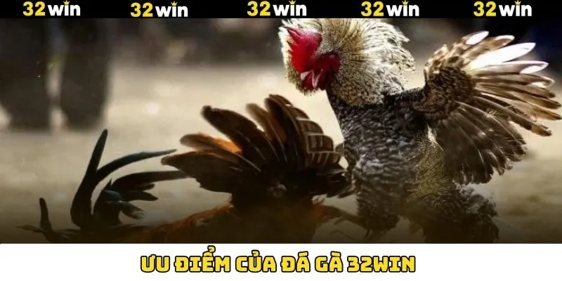 Những điểm hấp dẫn về bộ môn đá gà tại 32Win Những điểm hấp dẫn về bộ môn đá gà tại 32Win